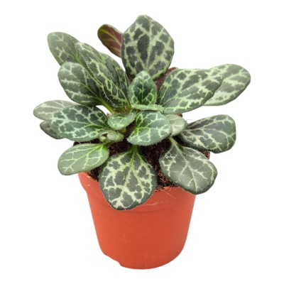 Chirita Diane Marie | Primulina yungfuensis | Planta de Interior