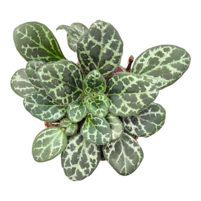 Chirita Diane Marie | Primulina yungfuensis | Planta de Interior 2