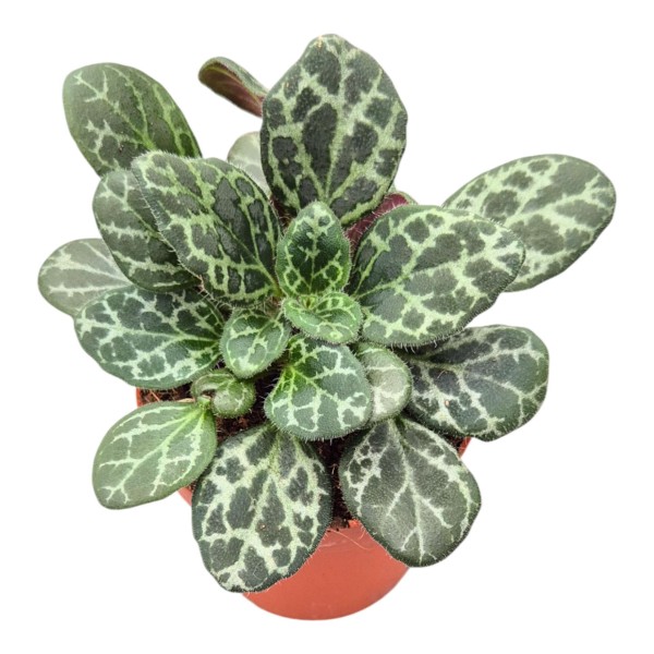 Chirita Diane Marie | Primulina yungfuensis | Planta de Interior