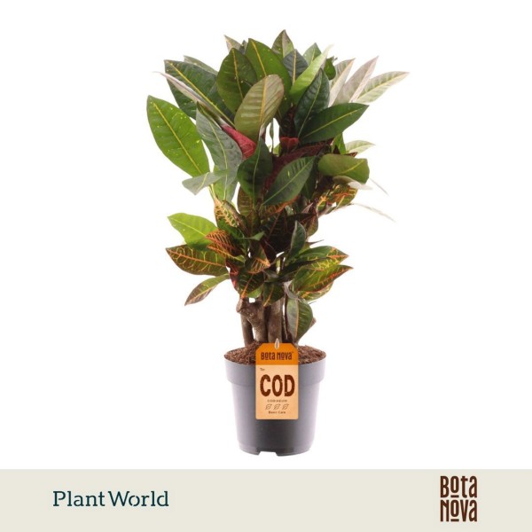 Croton Petra Ramificado | Codiaeum Maceta 17 cm y Altura 55 cm