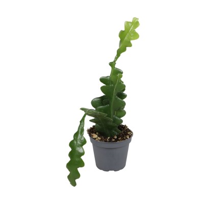 Epiphyllum Fishbone MINI | Maceta 6 cm | Cactus Colgante