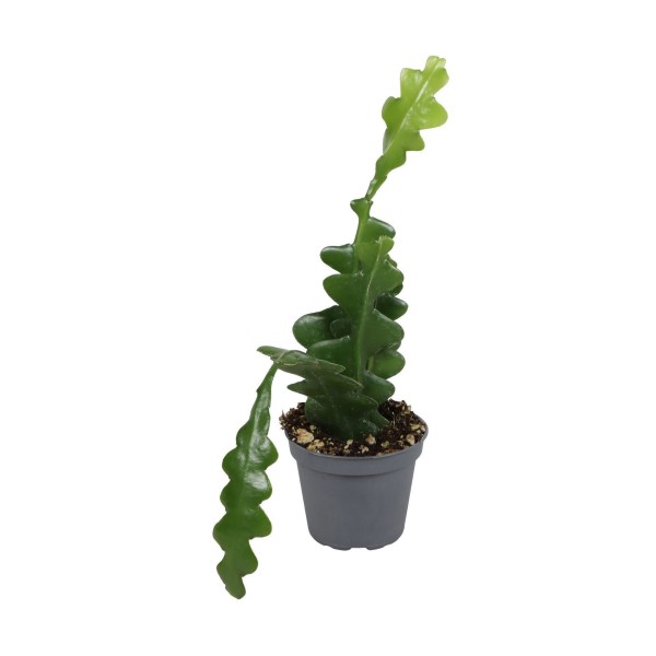 Epiphyllum Fishbone MINI | Maceta 6 cm | Cactus Colgante