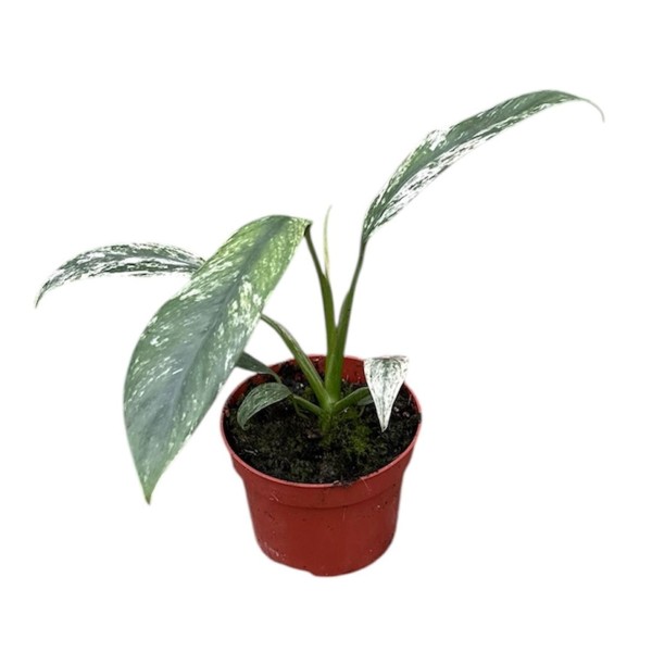 Epipremnum pinnatum ‘Happy Leaf’
