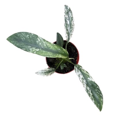 Epipremnum pinnatum ‘Happy Leaf’ 2