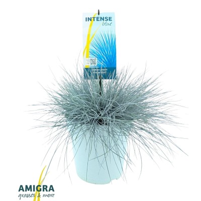 Festuca glauca Intense Blue | Maceta 12 cm y Altura 20 cm | Festuca Azul
