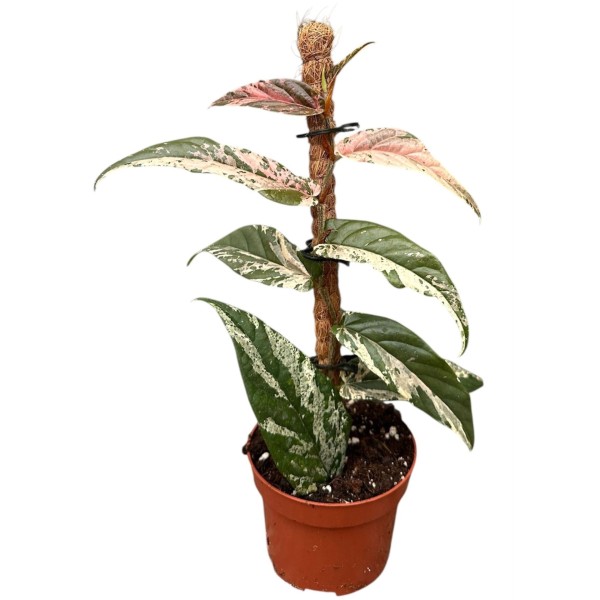 Ficus sagittata Variegata Pink | Maceta 9 cm y Altura 20 cm