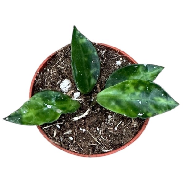 Hoya lacunosa Amarillo | Maceta 6 cm | Hoya de Colección