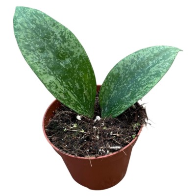 Hoya Rangsang | Maceta 8 cm | Hoya de Colección 2
