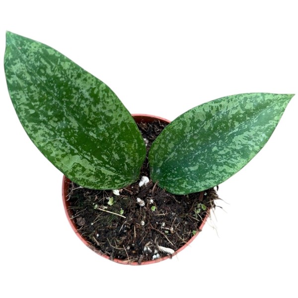 Hoya Rangsang | Maceta 8 cm | Hoya de Colección
