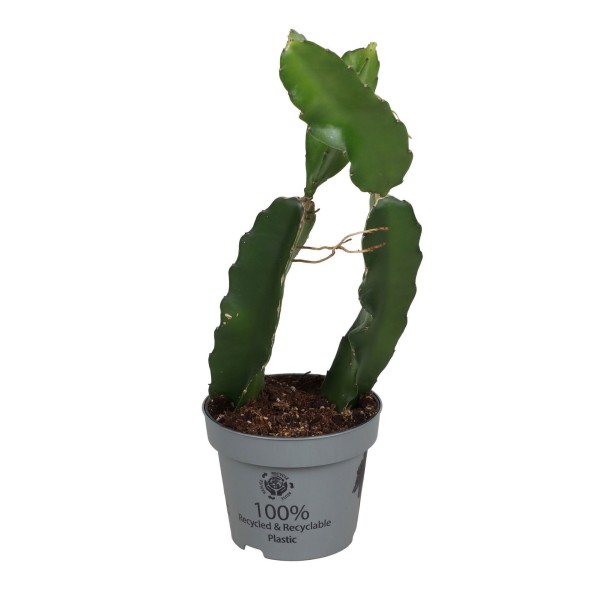 Hylocereus undatus Dragon Fruit | Pitahaya | Cactus Fruta del Dragón 12 cm