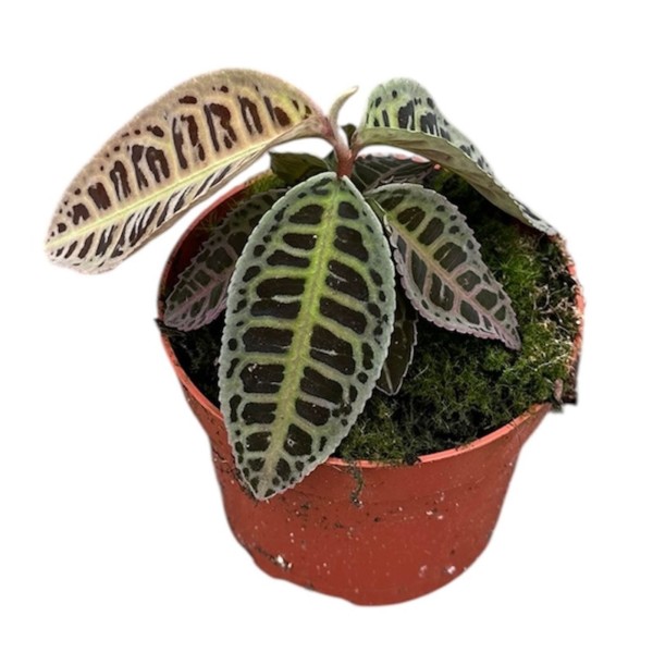 Labisia sp. No ID | Maceta 10 cm y Altura 15 cm | Planta de Colecció