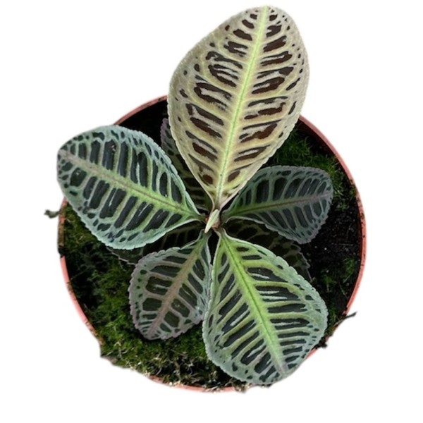 Labisia sp. No ID | Maceta 10 cm y Altura 15 cm | Planta de Colecció
