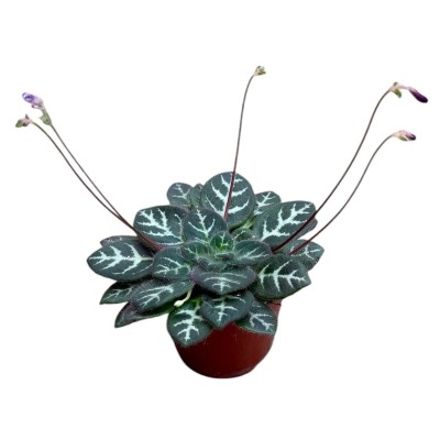 Primulina sinovietnamica | Maceta 8 cm y Altura 12 cm | Planta de Colección