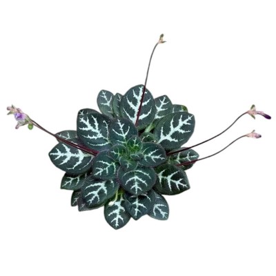 Primulina sinovietnamica | Maceta 8 cm y Altura 12 cm | Planta de Colección 2