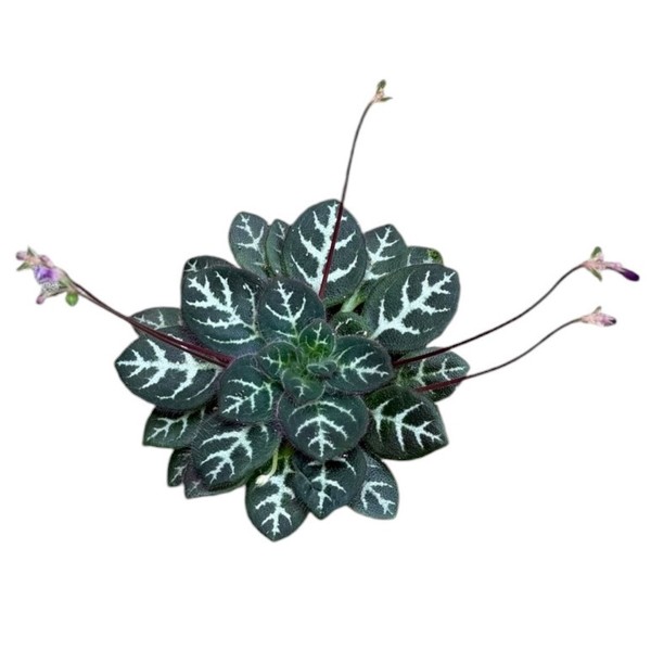Primulina sinovietnamica | Maceta 8 cm y Altura 12 cm | Planta de Colección