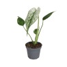 Monstera Devil Monster MINI | Maceta 6 cm y Altura 18 cm