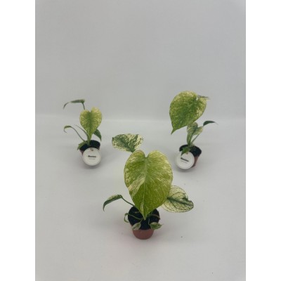 Monstera Deliciosa Mint Variegated 2