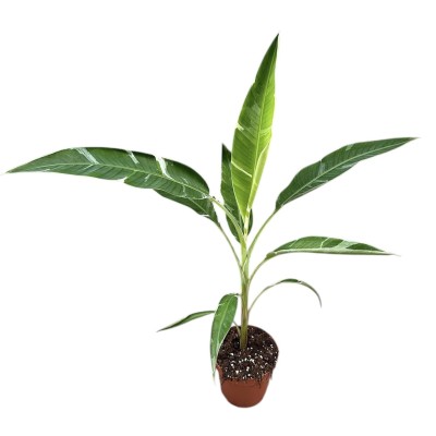 Musa Florida Variegata (PLATANERA) MEDIUM
