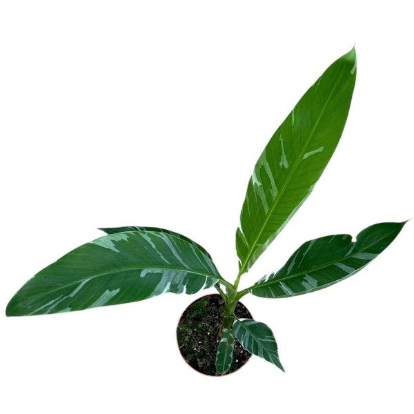 Musa Florida Variegata (PLATANERA) MEDIUM