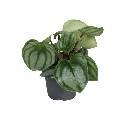 Peperomia argyreia Costa Rica MINI | Maceta 6 cm y Altura 14 cm