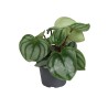 Peperomia argyreia Costa Rica MINI | Maceta 6 cm y Altura 14 cm