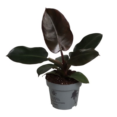 Philodendron Black Cardinal | Maceta 12 cm y Altura 30 cm