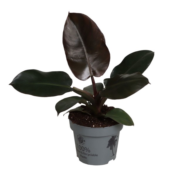 Philodendron Black Cardinal | Maceta 12 cm y Altura 30 cm