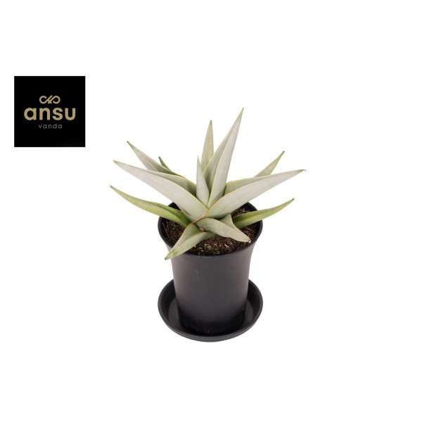 Sansevieria Comet Pastel Grey No.1 | Maceta 7,5 cm y Altura 20 cm