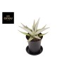 Sansevieria Comet Pastel Grey No.1 | Maceta 7,5 cm y Altura 20 cm