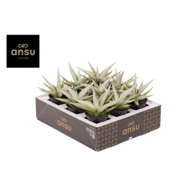 Sansevieria Comet Pastel Grey No.1 | Maceta 7,5 cm y Altura 20 cm 2
