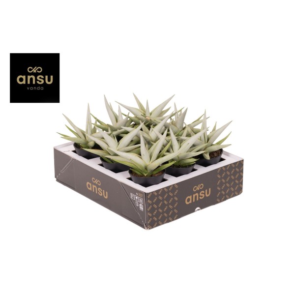 Sansevieria Comet Pastel Grey No.1 | Maceta 7,5 cm y Altura 20 cm