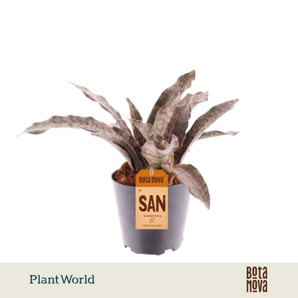 Sansevieria Copper Tone | Maceta 12 cm y Altura 30 cm