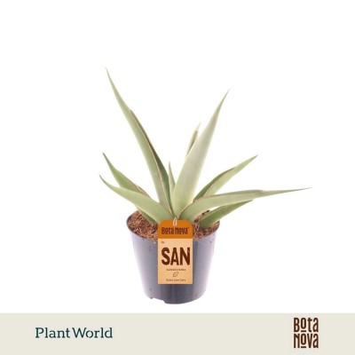 Sansevieria Silver Syreni | Maceta 8,5 cm y Altura 20 cm