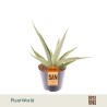 Sansevieria Silver Syreni | Maceta 8,5 cm y Altura 20 cm