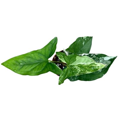 Syngonium podophyllum 'Albo Variegatum' 2