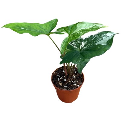 Syngonium podophyllum 'Albo Variegatum'