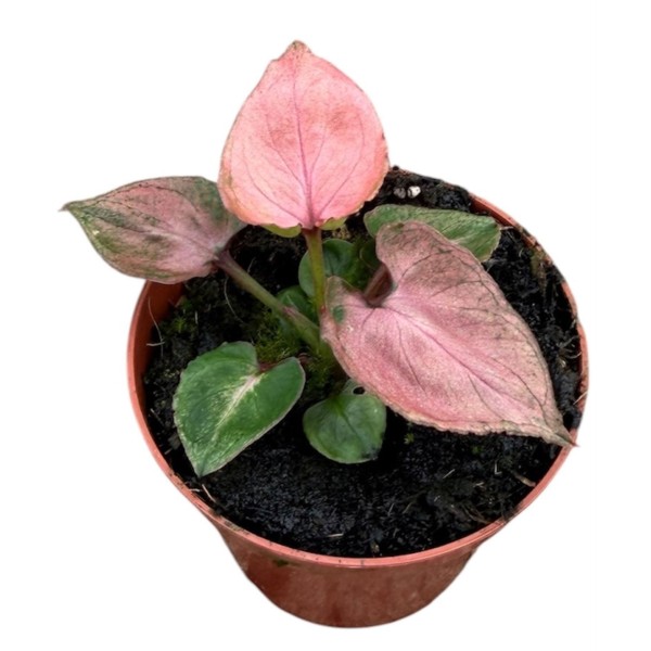 Syngonium Pink Perfection | Maceta 8 cm y Altura 10 cm