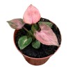 Syngonium Pink Perfection | Maceta 8 cm y Altura 10 cm