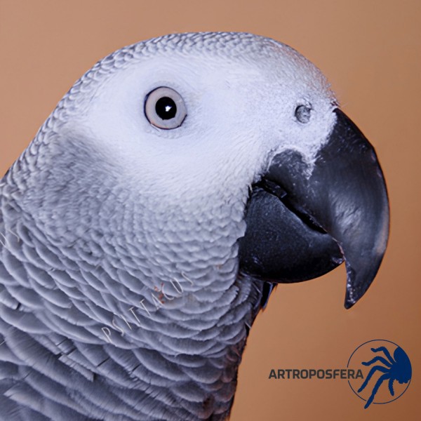 Suplemento Vitamínico-Mineral 100 g | Psittacus para Aves