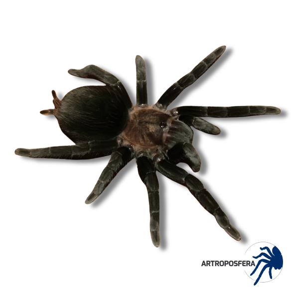 Brachypelma schroederi (2/2,5 cm de cuerpo) | Tarántula