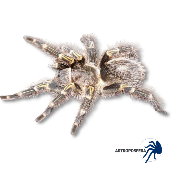 Grammostola pulchripes (1,5/2 cm de cuerpo) | Tarántula