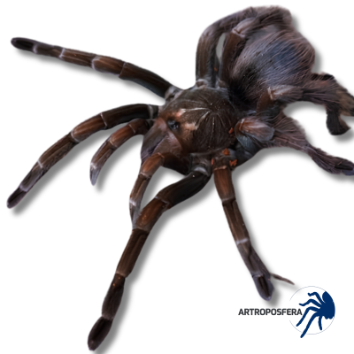 Pamphobeteus vespertinus (1/2 mudas) | Tarántula 2