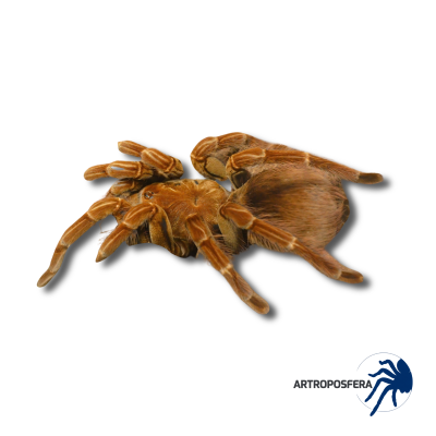 Pamphobeteus vespertinus (1/2 mudas) | Tarántula