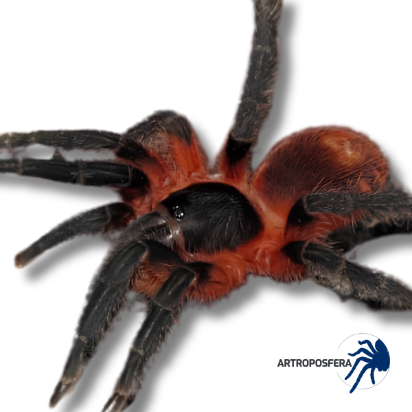 Davus sp. Panama (1/1,5 cm de cuerpo) | Tarántula