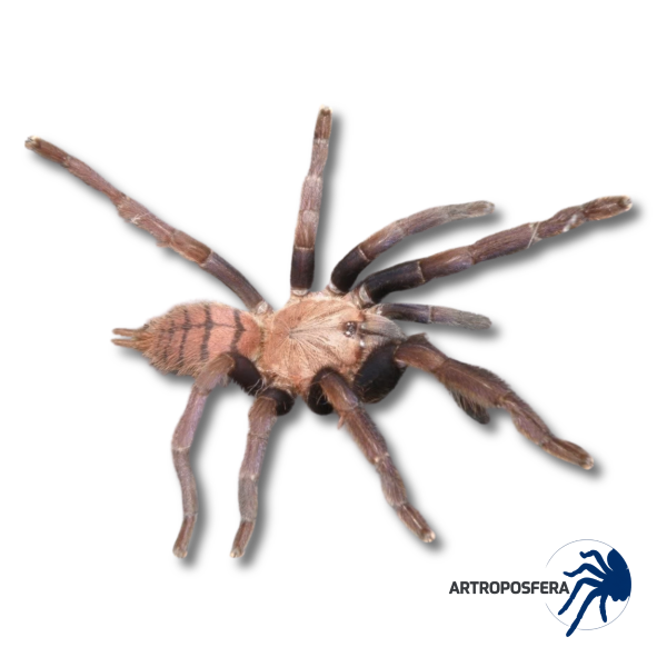 Chilobrachys fimbriatus (1,5/2 cm de cuerpo) | Tarántula