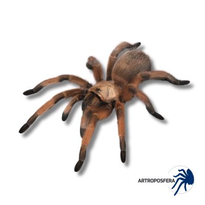Aphonopelma moderatum México (2/3 mudas) | Tarántula