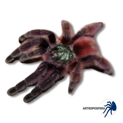 Avicularia versicolor (1 cm de cuerpo) | Tarántula