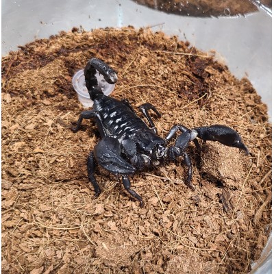 Heterometrus cimrmani 2