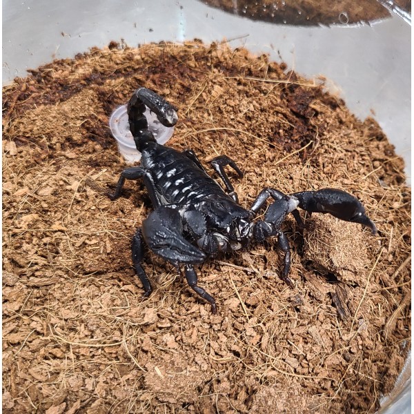 Heterometrus cimrmani