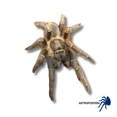 Aphonopelma seemanni MEDIANA/SUBADULTA | Tarántula Cebra